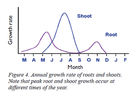 Growth Timing